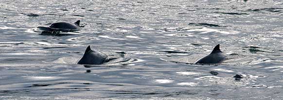three harbor porpoises in Burrows Pass