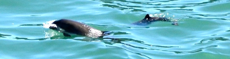 Porpoises swimming